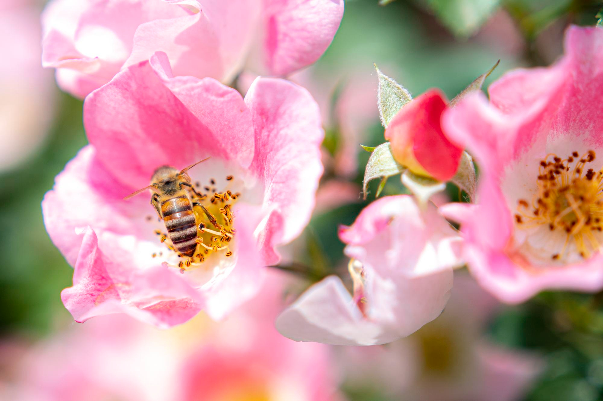 IGE ESPECIFICA A INSECTOS APIS MELLIFERA (VENENO DE ABEJA)